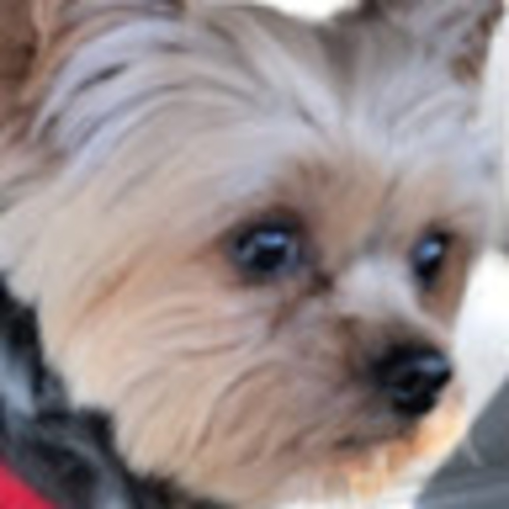 Meet your Posher, Carmen